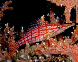 Long nosed hawkfish - resident at the 18m bommie at Dili ... by Nick Hobgood 